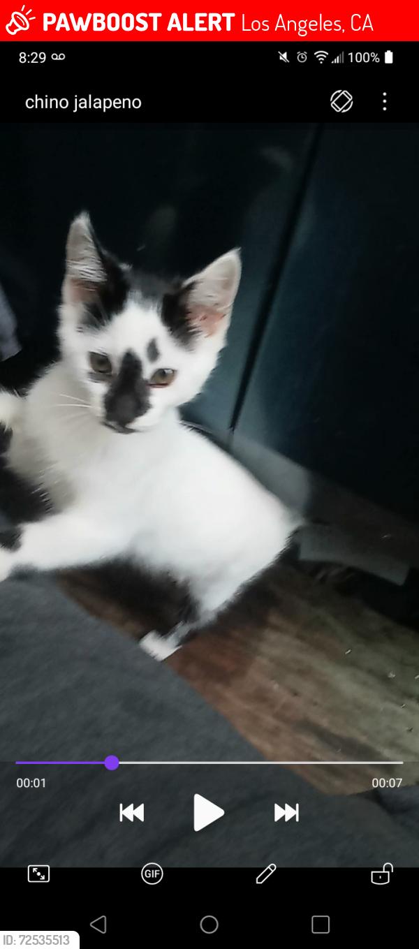 Lost Male Cat last seen Blinn and east L st, Los Angeles, CA 90744