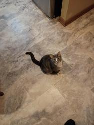 Lost Female Cat last seen Near Elliott Rd, Powder Springs, GA 30127