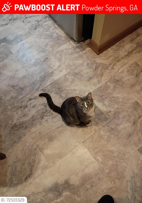 Lost Female Cat last seen Near Elliott Rd, Powder Springs, GA 30127