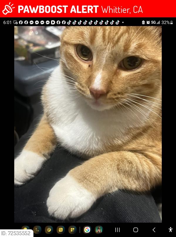 Lost Male Cat last seen Ceres and allegan, Whittier, CA 90604