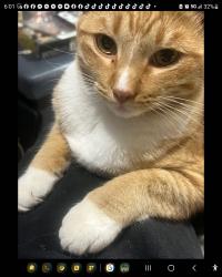 Lost Male Cat last seen Ceres and allegan, Whittier, CA 90604