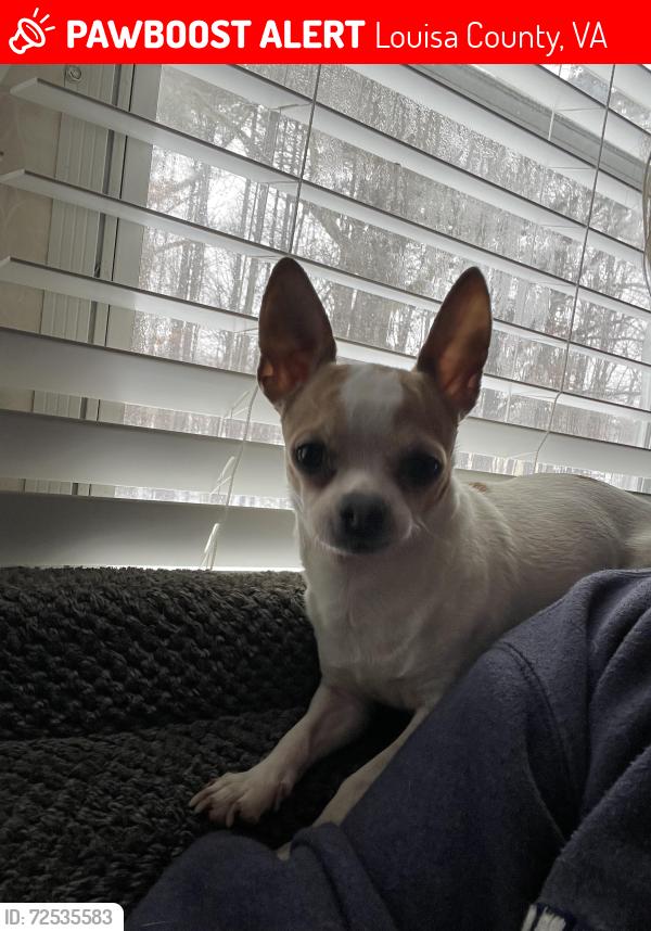 Lost Male Dog last seen Goodwin Store Rd, off Shannon Hill, Louisa Va, Louisa County, VA 23093