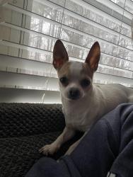 Lost Male Dog last seen Goodwin Store Rd, off Shannon Hill, Louisa Va, Louisa County, VA 23093
