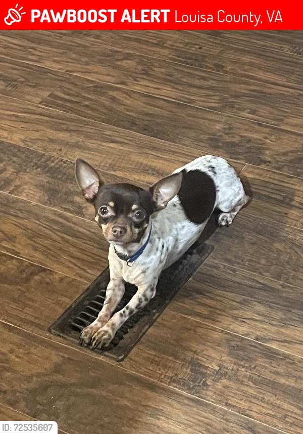 Lost Male Dog last seen Goodwin Store Road, off Shannon Hill, Louisa County, VA 23093