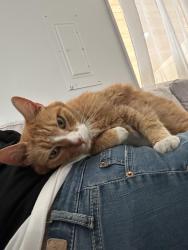 Lost Male Cat last seen Gas station park, Tacoma, WA 98418