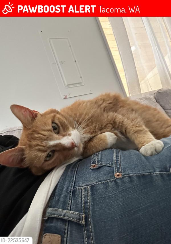 Lost Male Cat last seen Gas station park, Tacoma, WA 98418