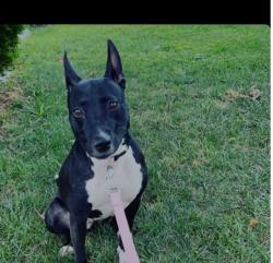 Lost Female Dog last seen Marshall  and clearfield , Philadelphia, PA 19132