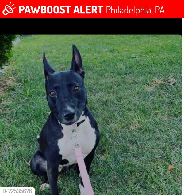 Lost Female Dog last seen Marshall  and clearfield , Philadelphia, PA 19132