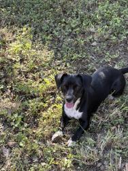 Lost Female Dog last seen Walnut ave atrás de la michoacana de la 10, McAllen, TX 78501