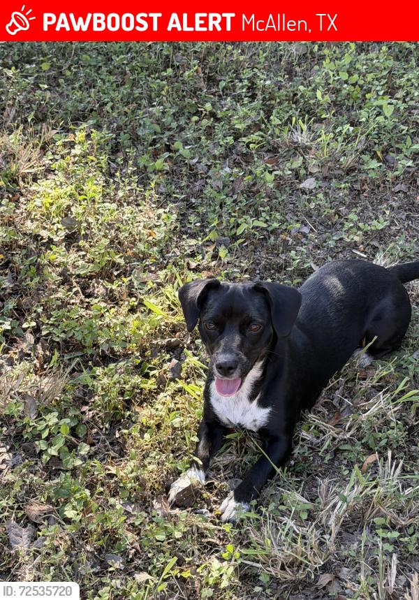 Lost Female Dog last seen Walnut ave atrás de la michoacana de la 10, McAllen, TX 78501