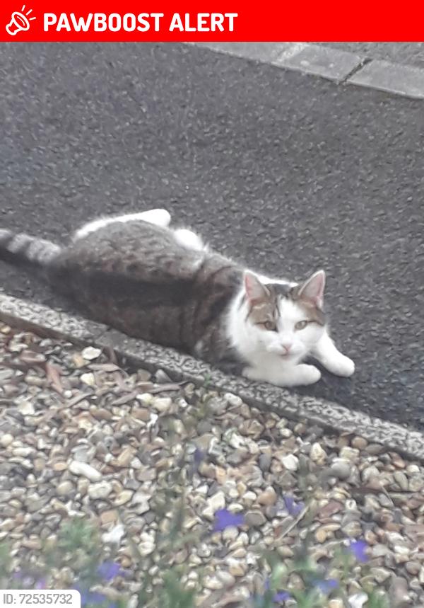 Lost Female Cat last seen Gracehill, ballymena, Mid and East Antrim, Northern Ireland 