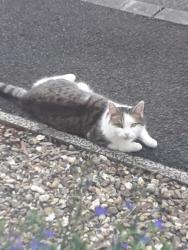 Lost Female Cat last seen Gracehill, ballymena, Mid and East Antrim, Northern Ireland 