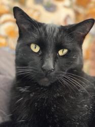 Lost Male Cat last seen Near n 100 w , Hurricane, UT 84737