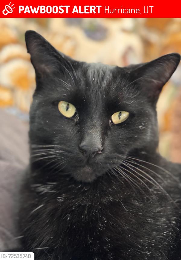Lost Male Cat last seen Near n 100 w , Hurricane, UT 84737