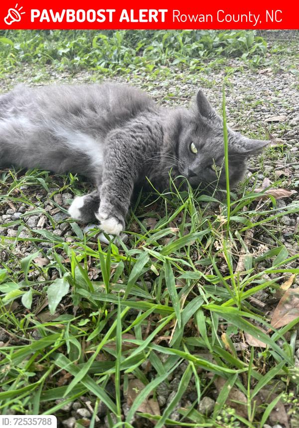 Lost Female Cat last seen Saw Rd, Rowan County, NC 28023
