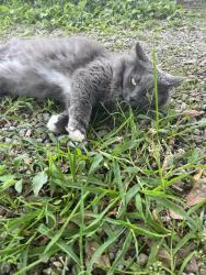 Lost Female Cat last seen Saw Rd, Rowan County, NC 28023