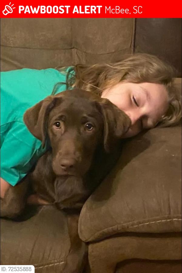 Lost Female Dog last seen Near near browns rv superstore , McBee, SC 29101