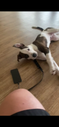 Lost Male Dog last seen Around N Vancouver Ave, just by thank plaza , Portland, OR 97227