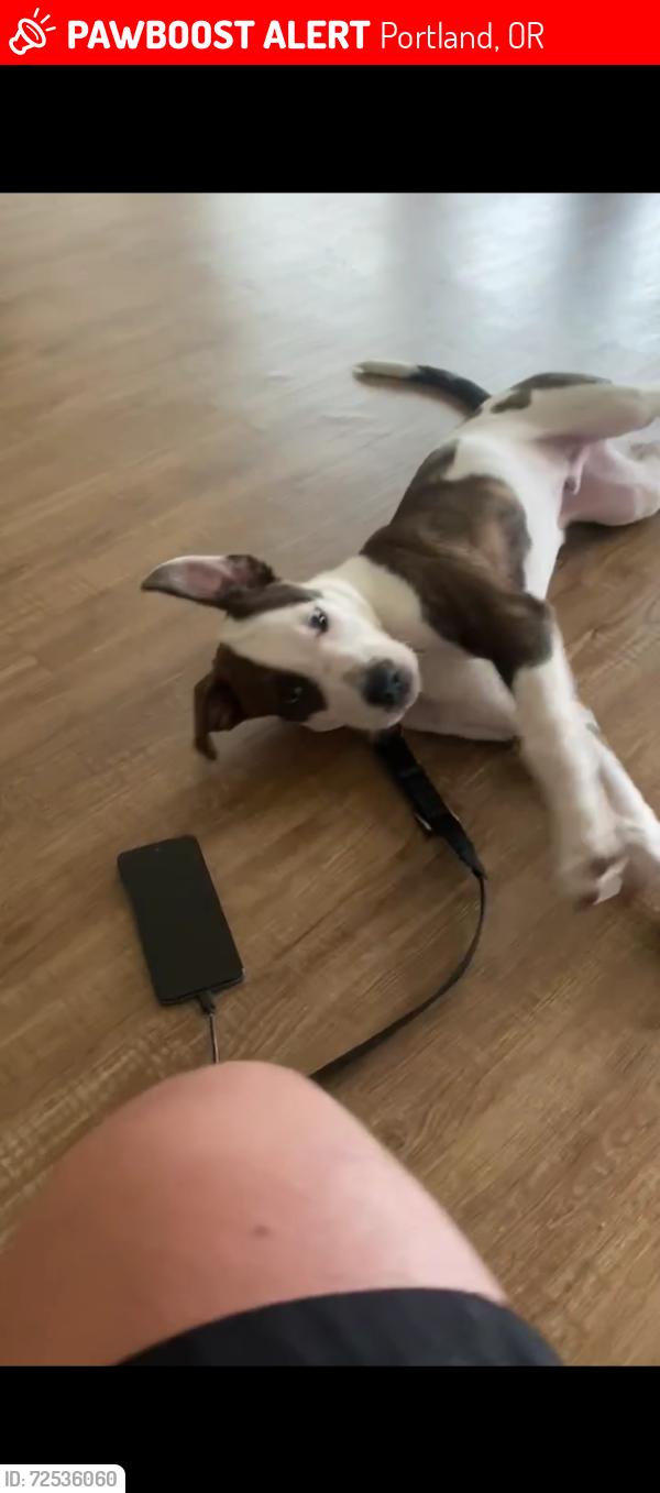 Lost Male Dog last seen Around N Vancouver Ave, just by thank plaza , Portland, OR 97227