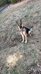Lost Female Dog last seen Brown bridge road, Walker County, AL 35580