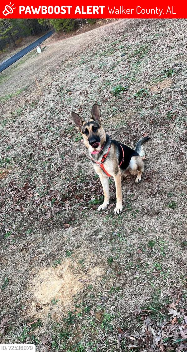 Lost Female Dog last seen Brown bridge road, Walker County, AL 35580