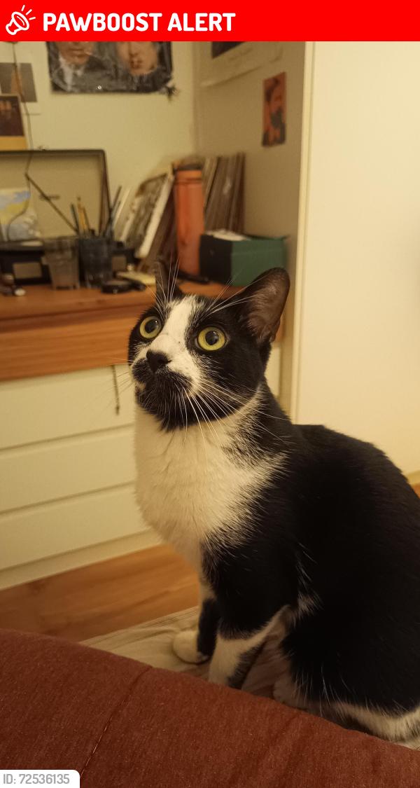 Lost Male Cat last seen Zona sul jardim botânico , Jardim Botânico, RJ 22461-000