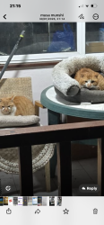 Found/Stray Male Cat last seen Balfour road , Greater London, England IG1