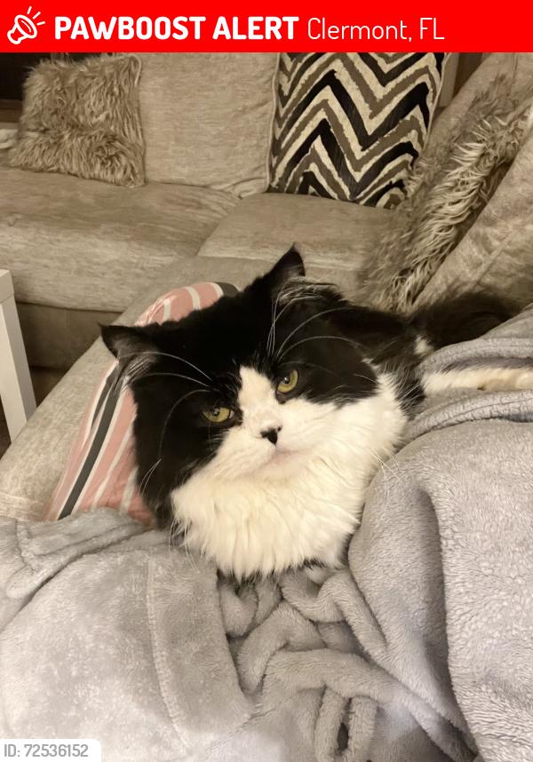 Lost Male Cat last seen Near Bruce hunt rd , Clermont, FL 34715