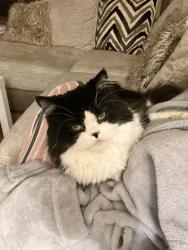 Lost Male Cat last seen Near Bruce hunt rd , Clermont, FL 34715