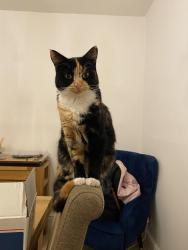 Reunited Female Cat last seen Last seen in the garden at the Green, Holyport, Holyport, England SL6 2JB