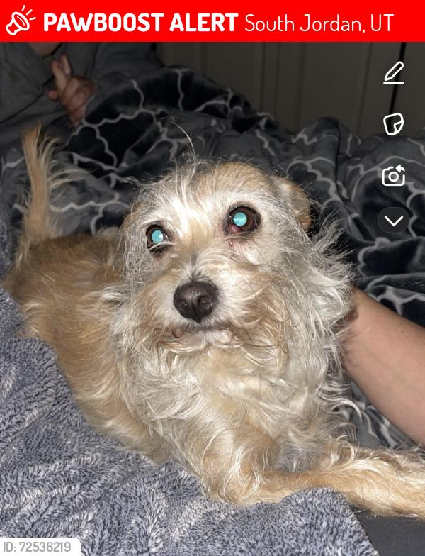 Lost Female Dog last seen Redwood, South Jordan, UT 84095