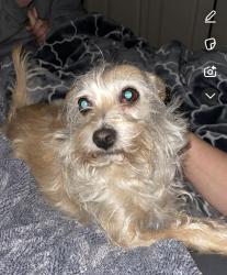 Lost Female Dog last seen Redwood, South Jordan, UT 84095