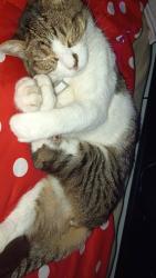 Lost Male Cat last seen 17th Street /Muirwood Dr., Phoenix, AZ 85045