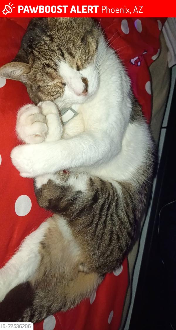 Lost Male Cat last seen 17th Street /Muirwood Dr., Phoenix, AZ 85045