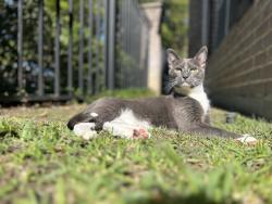 Lost Male Cat last seen Mason & Westhimer prkwy, Katy, TX 77450