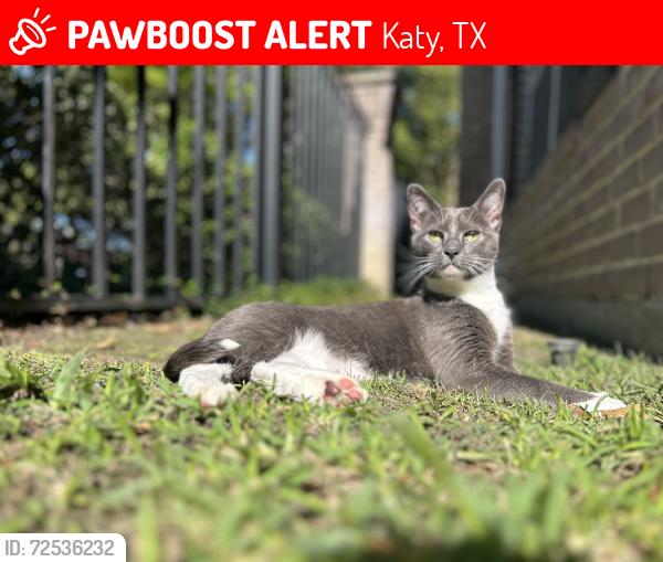 Lost Male Cat last seen Mason & Westhimer prkwy, Katy, TX 77450