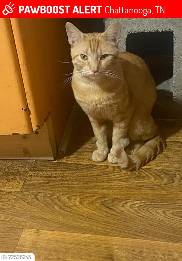 Lost Male Cat last seen 14th ave E 44th St , Chattanooga, TN 37407