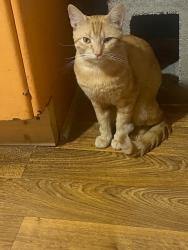 Lost Male Cat last seen 14th ave E 44th St , Chattanooga, TN 37407