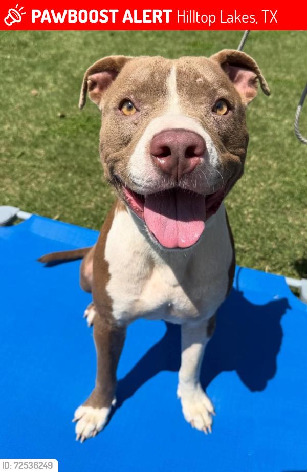 Lost Male Dog last seen County road 456, normangee, tx, Hilltop Lakes, TX 77871