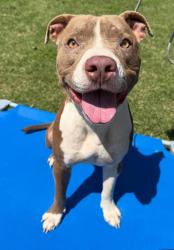 Lost Male Dog last seen County road 456, normangee, tx, Hilltop Lakes, TX 77871