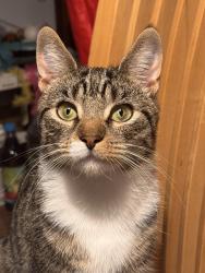 Lost Male Cat last seen woodhouse lane park , Greater Manchester, England M33