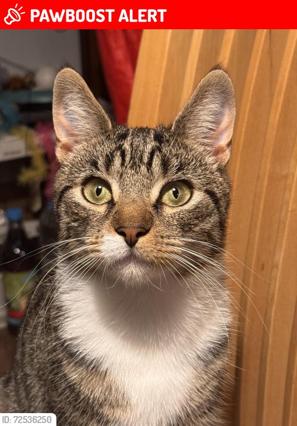 Lost Male Cat last seen woodhouse lane park , Greater Manchester, England M33