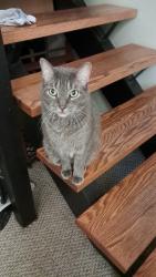 Lost Male Cat last seen Iona rd and Iona lakes Dr, Iona, FL 33908