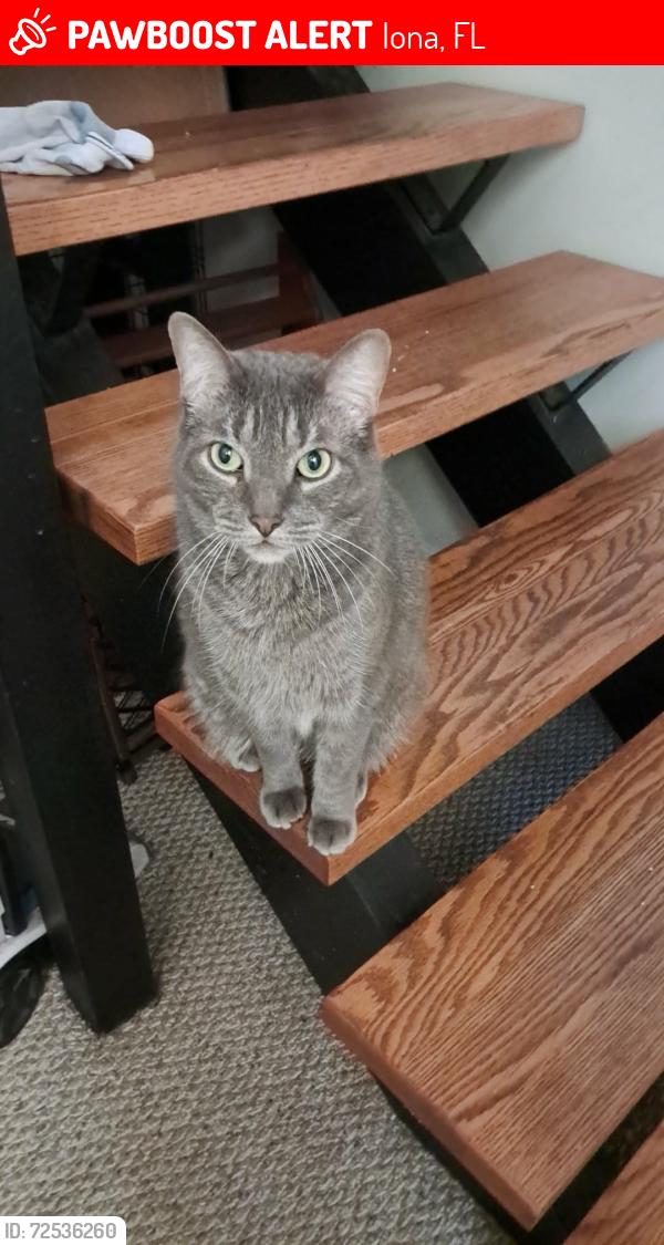 Lost Male Cat last seen Iona rd and Iona lakes Dr, Iona, FL 33908