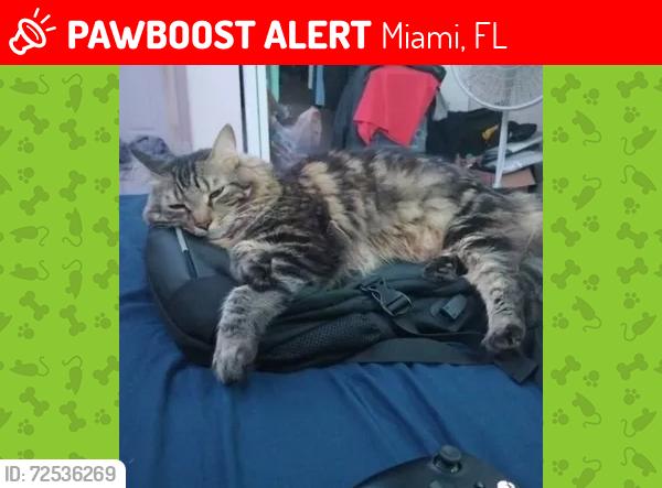 Lost Male Cat last seen 166st, Miami, FL 33177