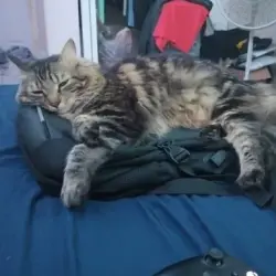 Lost Male Cat last seen 166st, Miami, FL 33177