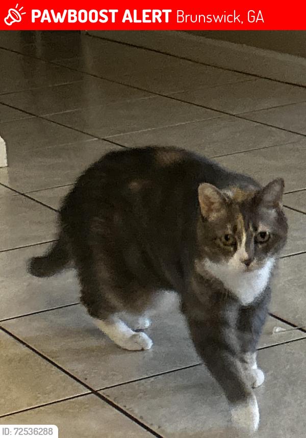 Lost Female Cat last seen Cate Rd, Huntington Cir, Brunswick, GA 31525