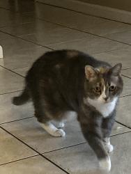 Lost Female Cat last seen Cate Rd, Huntington Cir, Brunswick, GA 31525