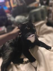 Lost Male Cat last seen Myrick Drive, Macon, GA 31220