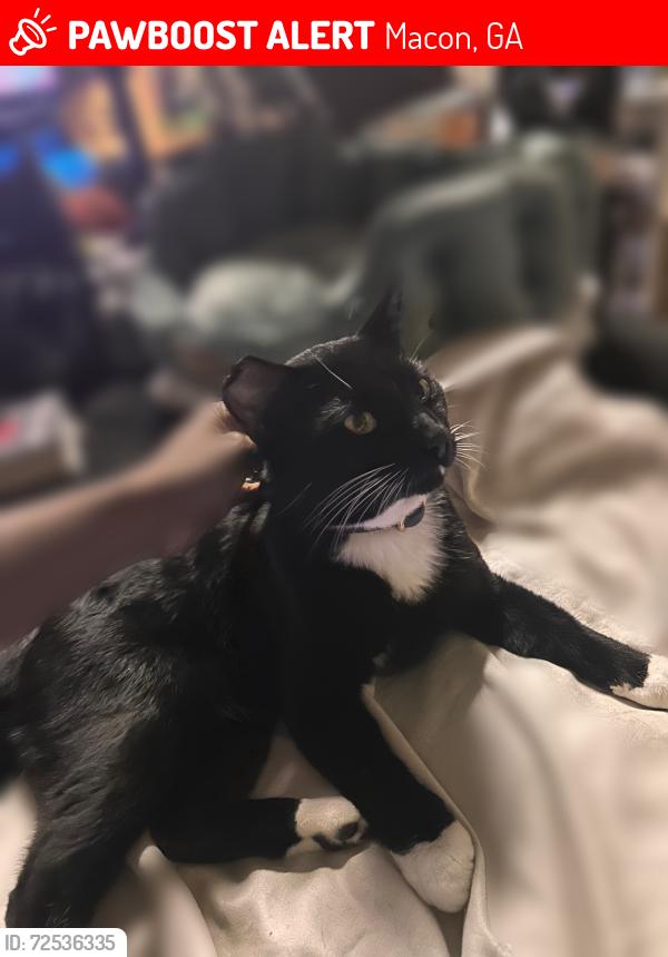 Lost Male Cat last seen Myrick Drive, Macon, GA 31220